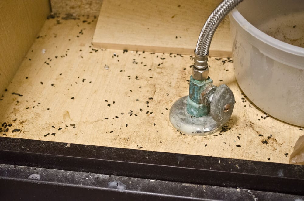 How to Clean up After a Mouse Infestation