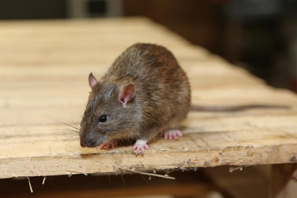 Diseases from Mice and Rats: Health Risks, How Long Droppings Stay Dangerous, and When You Need a Professional