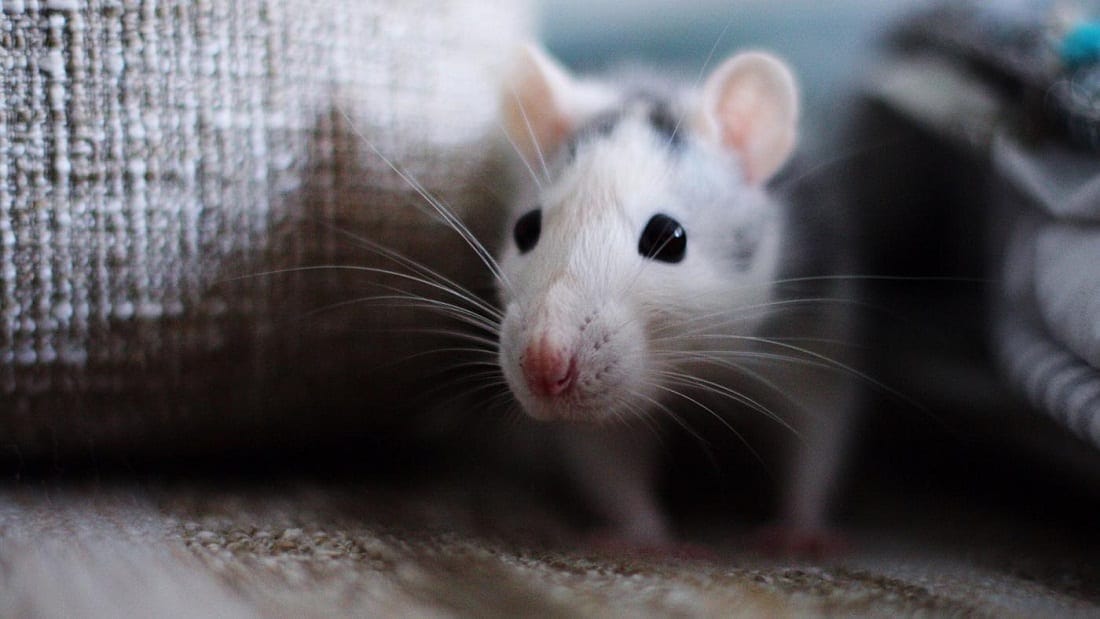 How to Clean Mouse Droppings from Fabric