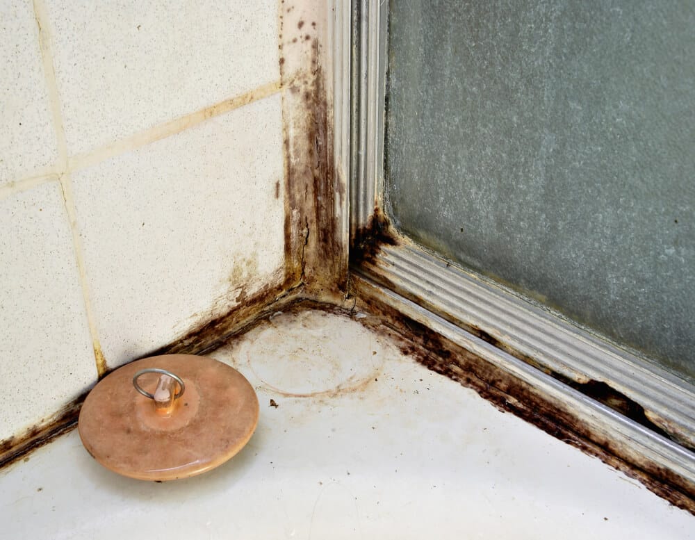 bathroom mold