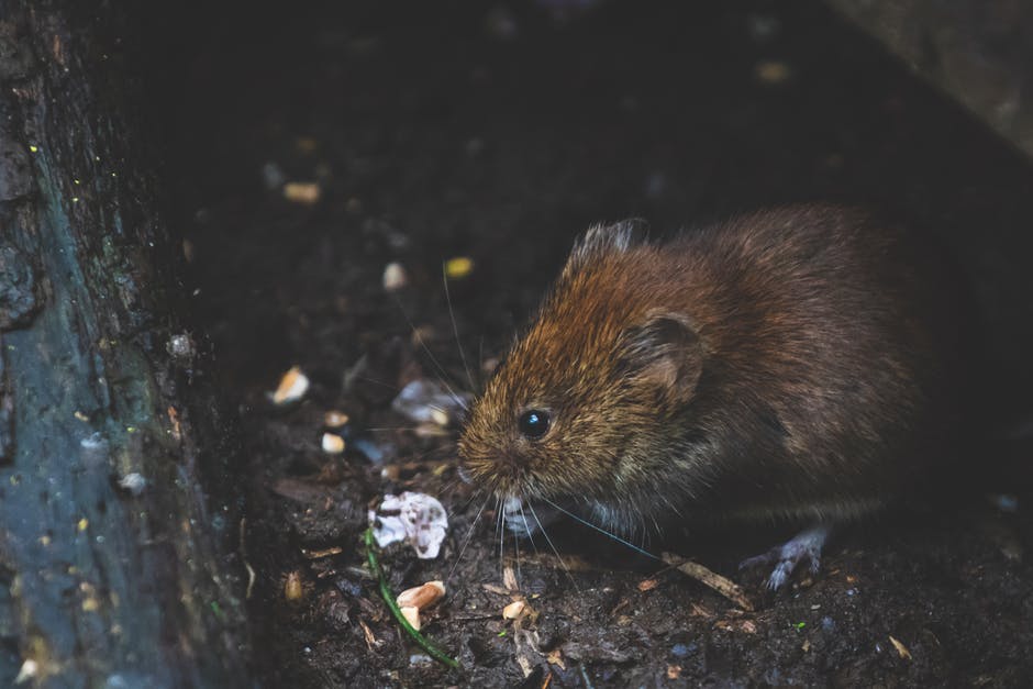 Know Your Enemy: How to Identify Rodent Droppings