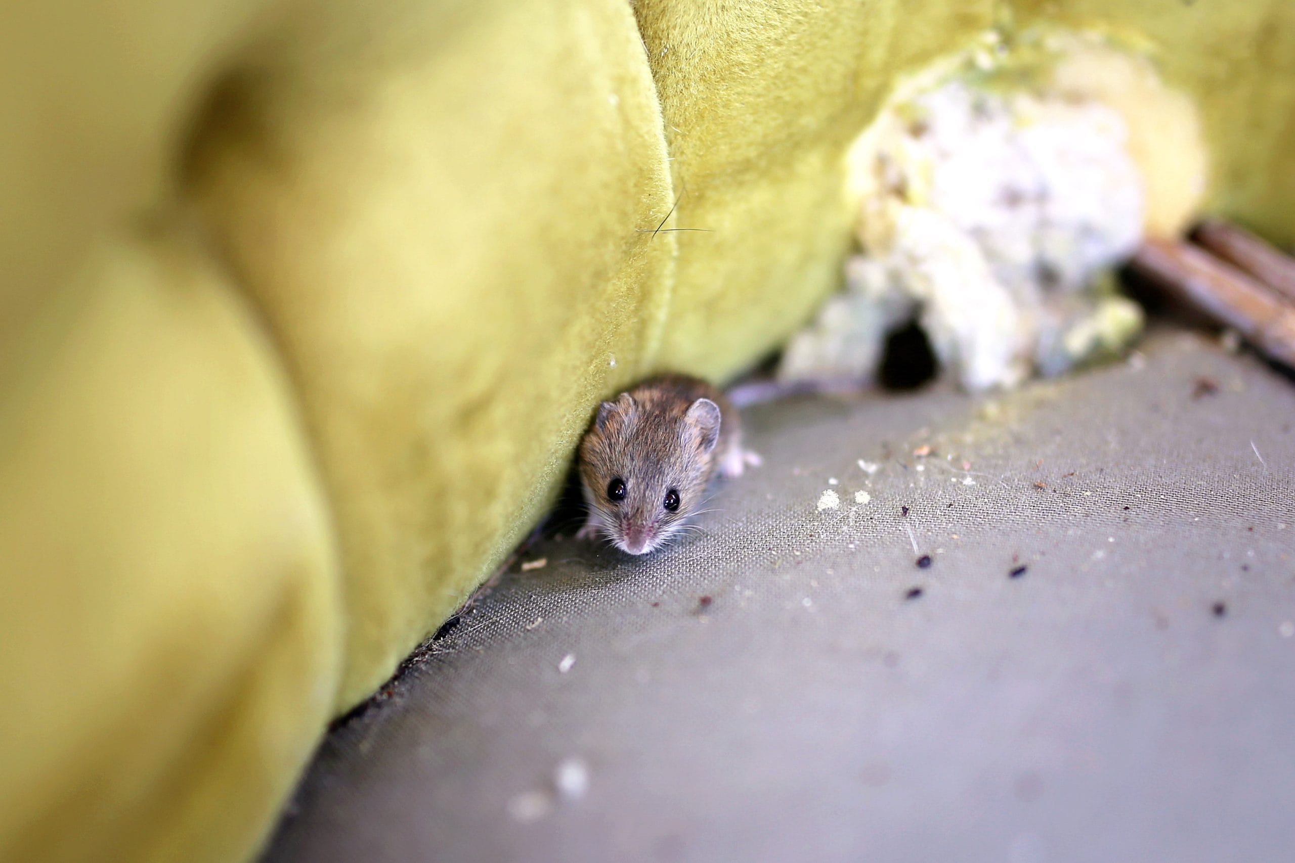 What do mouse droppings look like?