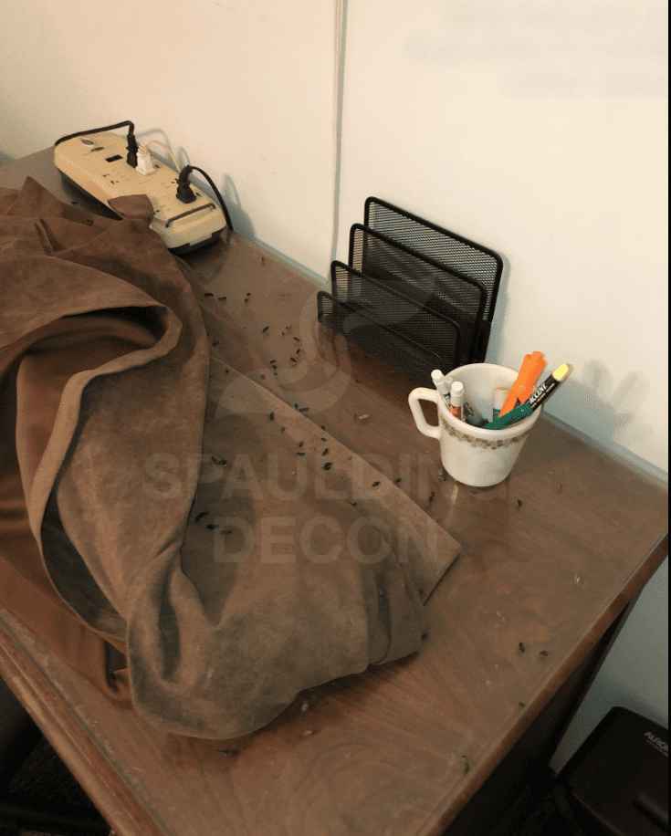 Home office desk and fabric throw littered with rodent droppings